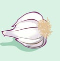 Garlic