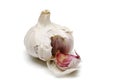 Garlic, alium sativum Royalty Free Stock Photo