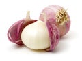Garlic or Allium ampeloprasum var. ampeloprasum