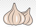 Garlic / allium sativum flat colour icon for apps and websites