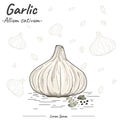 Garlic Allium sativum.