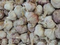 Garlic Allium sativum