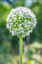 Garlic Allium Ursinum Flower White