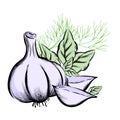 Garlic with basil leaves and dill, hand drawn engraving vector illustration Royalty Free Stock Photo