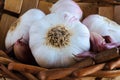 Garlic basket. Closeup of a garlic bulb in a basket with garlic cloves and bulbs. Seletive focus