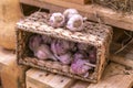 Garlic basket in farmer market store f