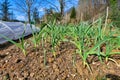 Garlic Bed Royalty Free Stock Photo