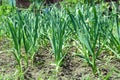 A garlic bed in a garden. Fresh, natural products. Royalty Free Stock Photo