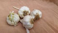 Garlic Best Ayurvedic Medicine Food And Nutrition For Fit And Energetic Health.