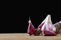 Garlic on black background. Fresh garlic on store counter. Treatment of colds.