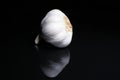 Garlic on black reflective studio background. Isolated black shiny mirror mirrored background for every concept. Royalty Free Stock Photo