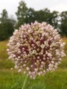 Garlic bloom Royalty Free Stock Photo