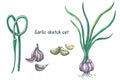 Garlic, botanical colored sketch. vector