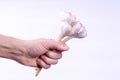 garlic bouquet in mens hand on white background. protection against vampires and evil spirits