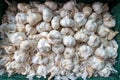 Garlic Royalty Free Stock Photo
