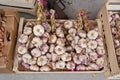 Garlic