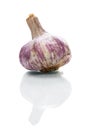 Garlic bulb (Allium sativum)