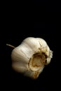 Garlic Bulb on Black Royalty Free Stock Photo