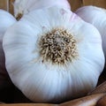 Garlic bulb in a closeup. Brazilian seasoning