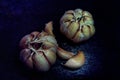 Garlic bulb and clove. Garlic bulb composition