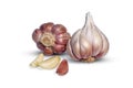 Garlic bulb and clove isolated. Garlic bulbs with cloves on white background Royalty Free Stock Photo