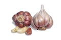 Garlic bulb and clove isolated. Garlic bulbs with cloves on white background Royalty Free Stock Photo