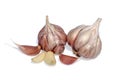 Garlic bulb and clove isolated. Garlic bulbs with cloves on white background Royalty Free Stock Photo