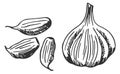 Garlic bulb and cloves drawing. Cooking ingredient sketch