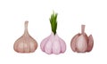 Garlic Bulb with Cloves Used in Culinary as Spice and Condiment Vector Set