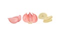 Garlic Bulb with Cloves Used in Culinary as Spice and Condiment Vector Set