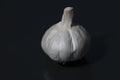 garlic is a perennial herb with a pungent odor
