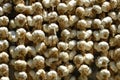 Garlic Bulbs (Allium sativum)