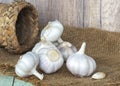 Garlic bulbs (Allium sativum) on sack Royalty Free Stock Photo