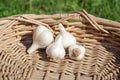 Garlic Bulbs in a Basket