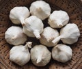 Garlic bulbs