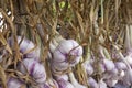 Garlic bulbs