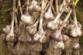 Garlic bulbs closeup. Bunch of fresh raw dirty organic garlic harvest with roots Royalty Free Stock Photo