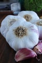 Garlic bulbs closeup. Garlics bulbs and cloves with garlic press on the background and flowers