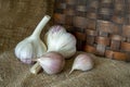 Garlic bulbs and cloves in close-up on sack cloth Royalty Free Stock Photo