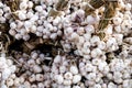 Garlic Bulbs, piled up on display