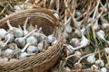 Garlic Bulbs in a strow basket and on the green grass outdoors