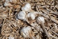 Garlic: Bunch of fresh garlic harvest on soil ground. Freshly dug heads of garlic bulbs. Royalty Free Stock Photo