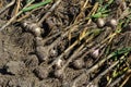 Garlic: Bunch of fresh garlic harvest on soil ground. Freshly dug heads of garlic bulbs Royalty Free Stock Photo