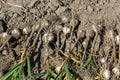 Garlic: Bunch of fresh garlic harvest on soil ground. Freshly dug heads of garlic bulbs Royalty Free Stock Photo