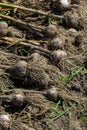 Garlic: Bunch of fresh garlic harvest on soil ground. Freshly dug heads of garlic bulbs Royalty Free Stock Photo
