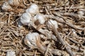 Garlic: Bunch of fresh garlic harvest on soil ground. Freshly dug heads of garlic bulbs. Royalty Free Stock Photo