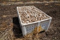 Garlic: Bunch of fresh garlic harvest on soil ground. Freshly dug heads of garlic bulbs. Royalty Free Stock Photo