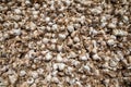 Garlic: Bunch of fresh garlic harvest on soil ground. Freshly dug heads of garlic bulbs. Royalty Free Stock Photo