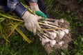Garlic. Bunch of fresh organic garlic harvest in farmer hands in garden