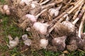 Garlic. Bunch of fresh raw dirty organic garlic harvest in garden close up Royalty Free Stock Photo